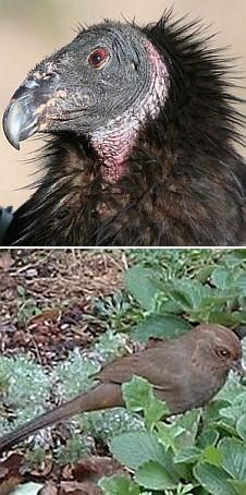 [condortowhee.JPG]