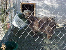Mellie before Shearing