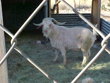 Falkor, father of all the kids