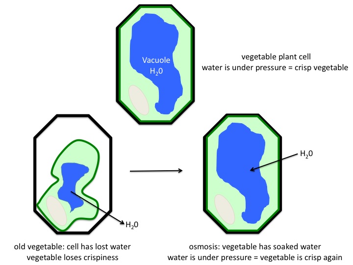 Osmosis Scienceaid