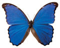 Mariposa