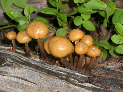 Lithic Loafing: Decomposers: The Unsung Heroes