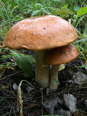 Lithic Loafing: Decomposers: The Unsung Heroes