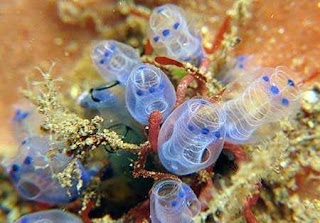 Colorful-Life-of-Underwater-14