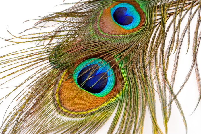 Peacock Feather - Pictures Animal