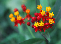 Asclepias Bright Wings