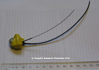 Pangolin Research Mundulea: Some Tracking Technology Options
