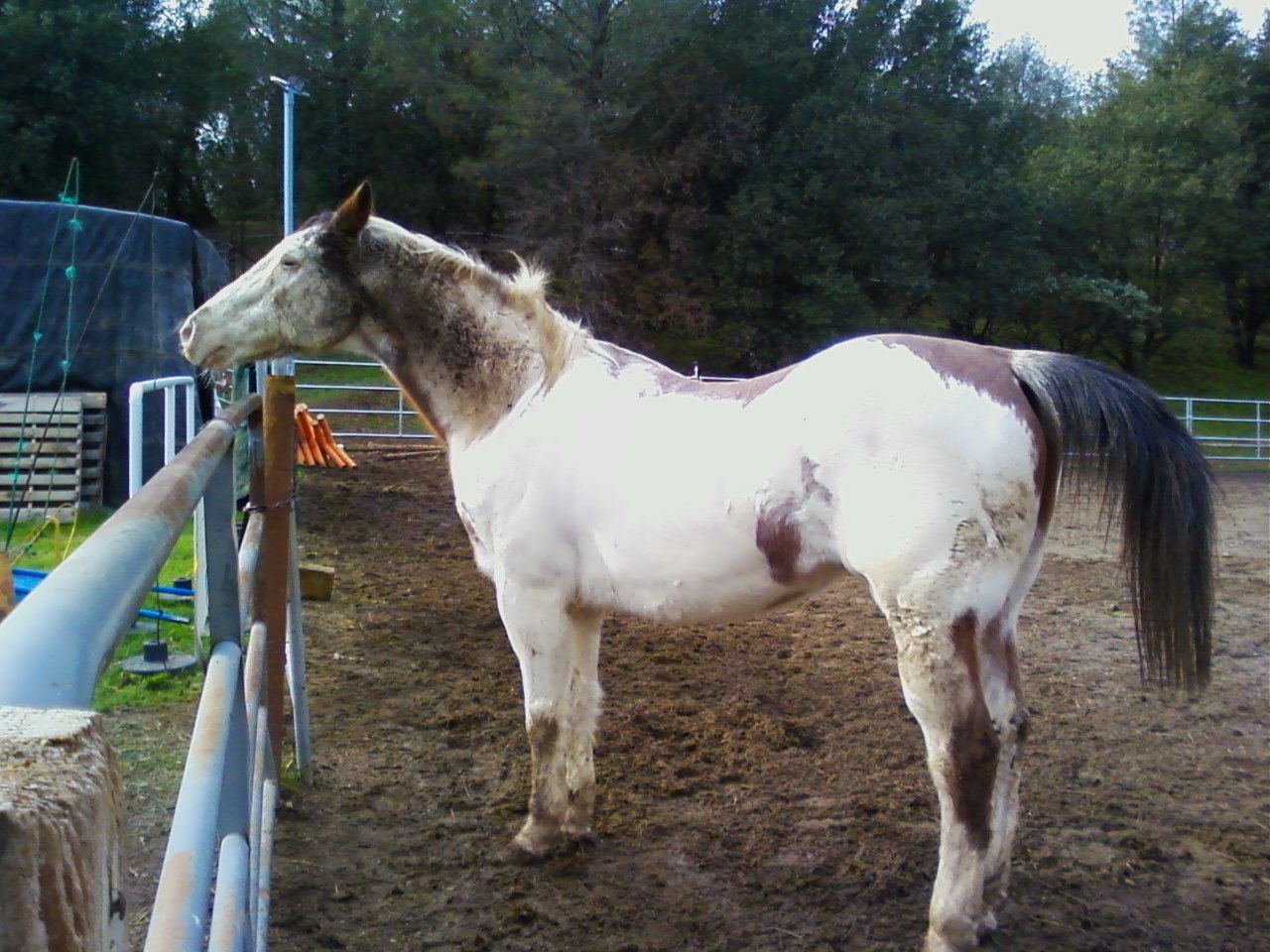 Safe Haven Horse Rescue Journal Judd, a Medicine Hat Paint