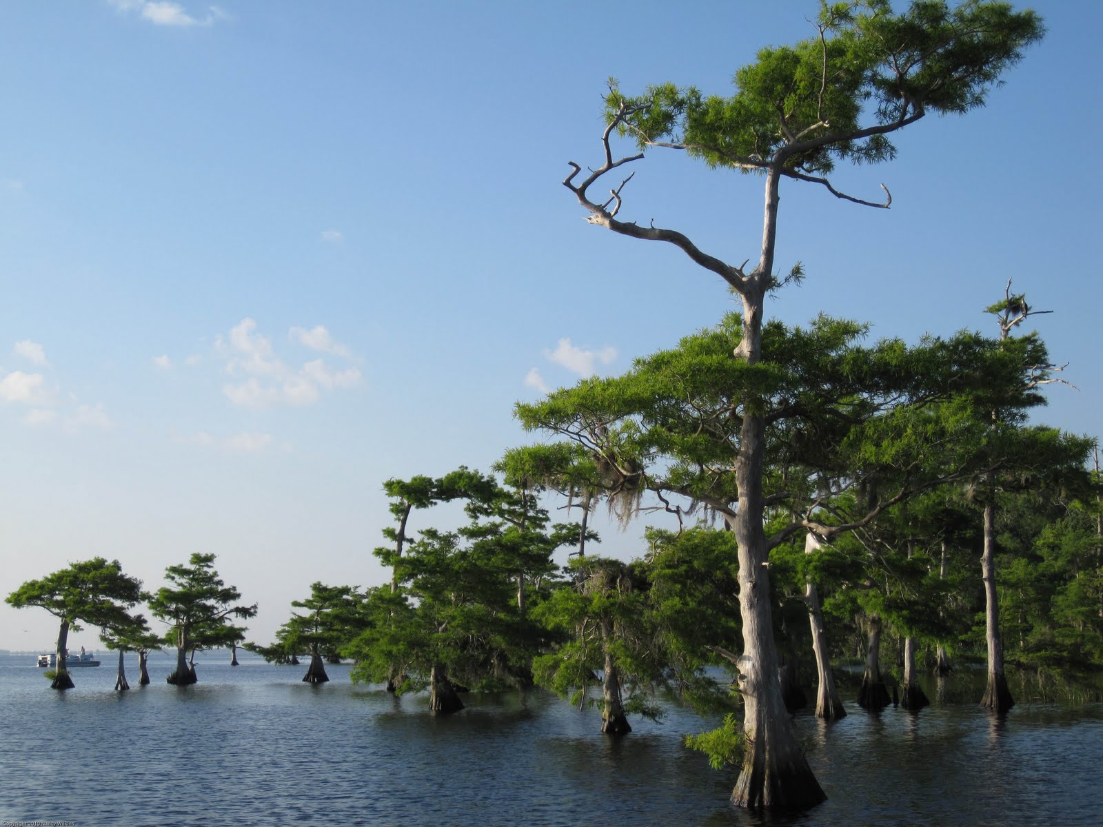 Blue Cypress Lake In Florida 37