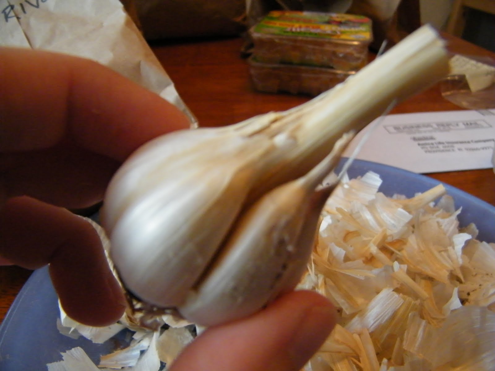 Home of a Feral Biologist Garlic Planting