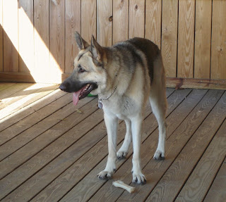 Bellegrace's Blue Timber Wolf, HIC, HCT1, CGC, TDI