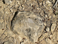 Mostra de fòssil trobat al Camp Xiró