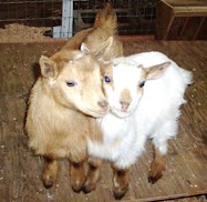 His Goats too
