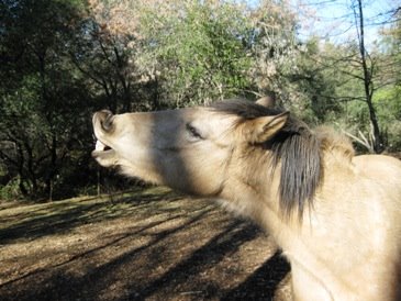 and fredo his wild mustang