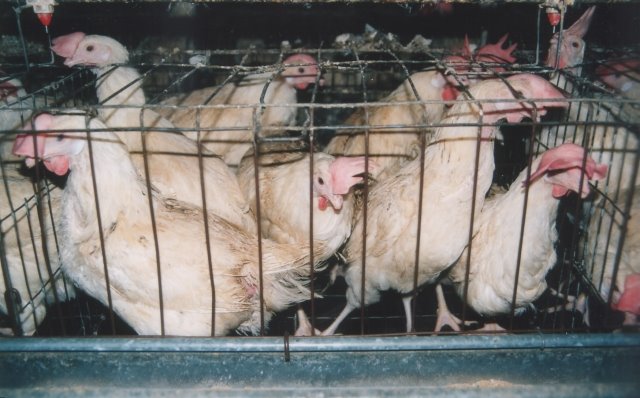 [caged+chickens.jpg]