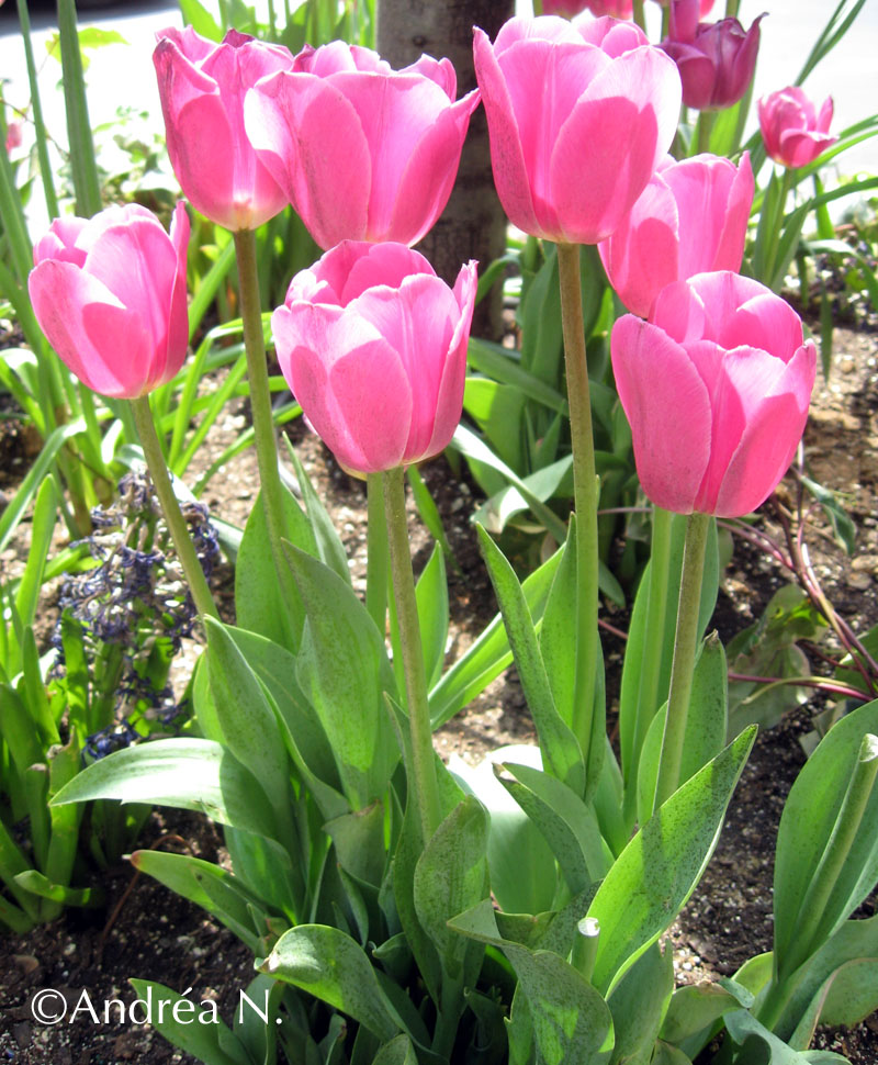 [pink+tulips.jpg]