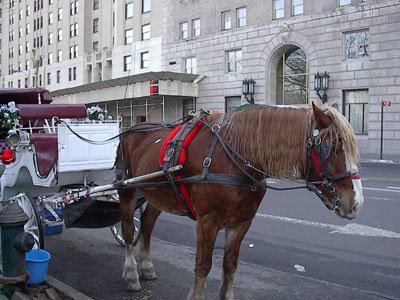 [horsecarriage.jpg]