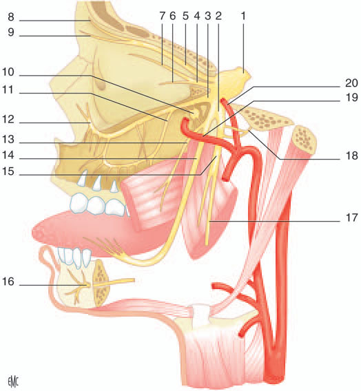Taysir assistance الإسعاف الطبي تيسير Nerf trijumeau, systématisation