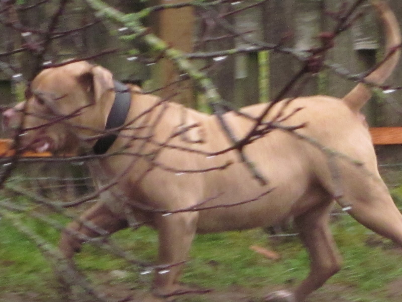 PDX Pit Bulls Fences for fido