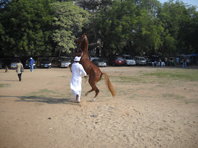 horse show