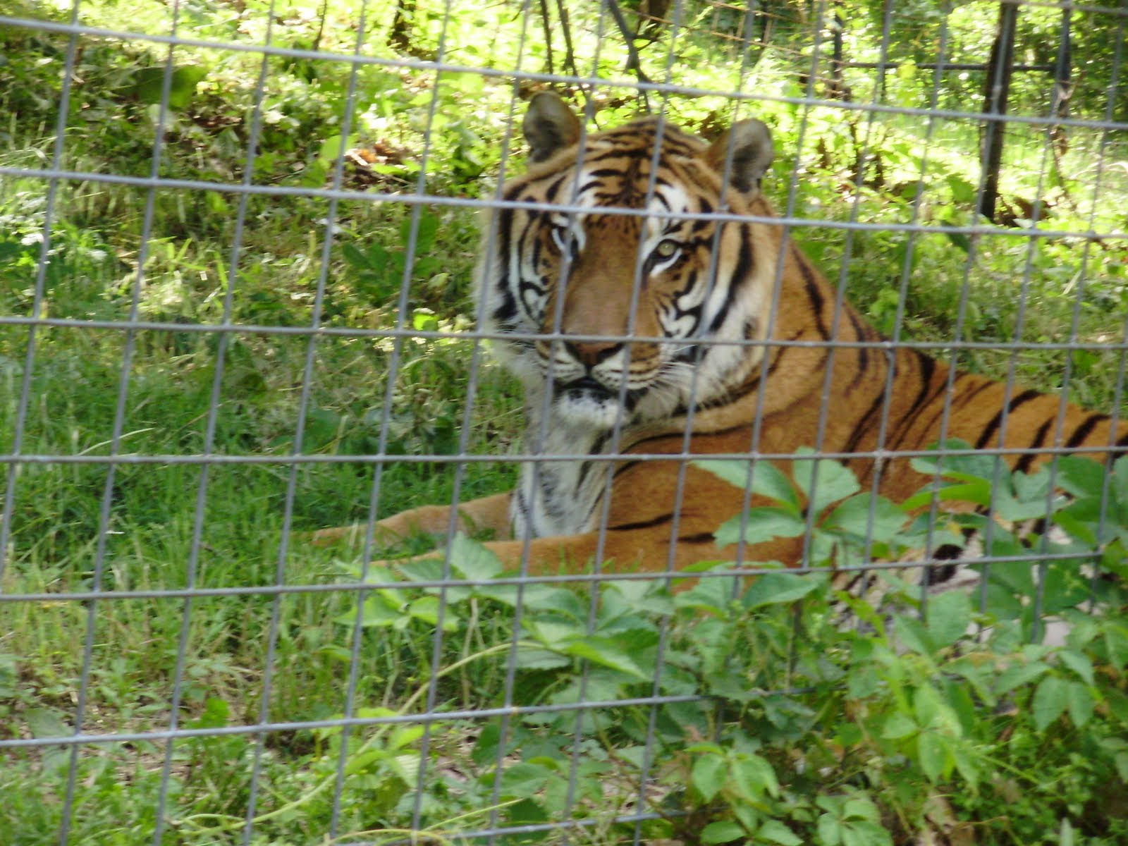 Life at 55 mph Turpentine Creek Wildlife Refuge in Eureka Springs