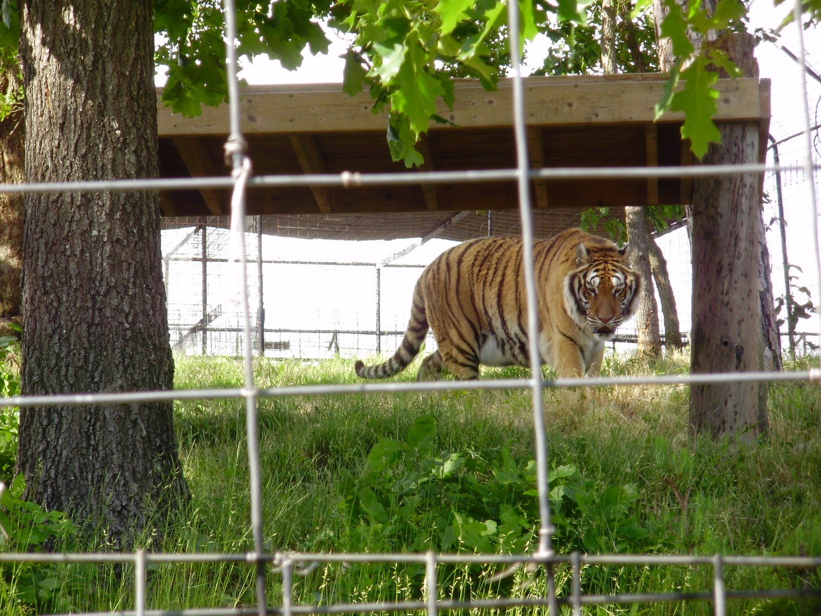 Life at 55 mph Turpentine Creek Wildlife Refuge in Eureka Springs