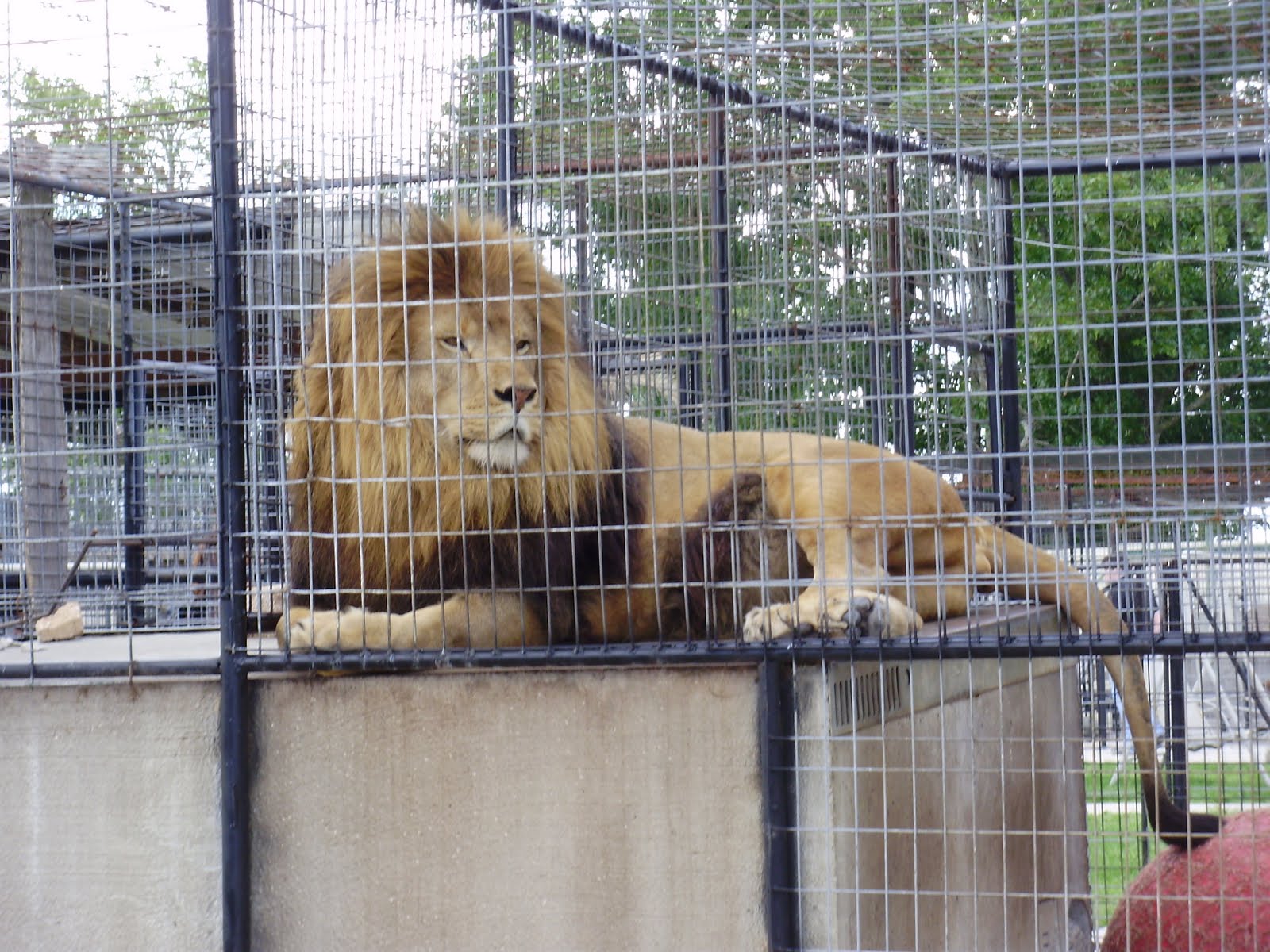 Life at 55 mph Turpentine Creek Wildlife Refuge in Eureka Springs