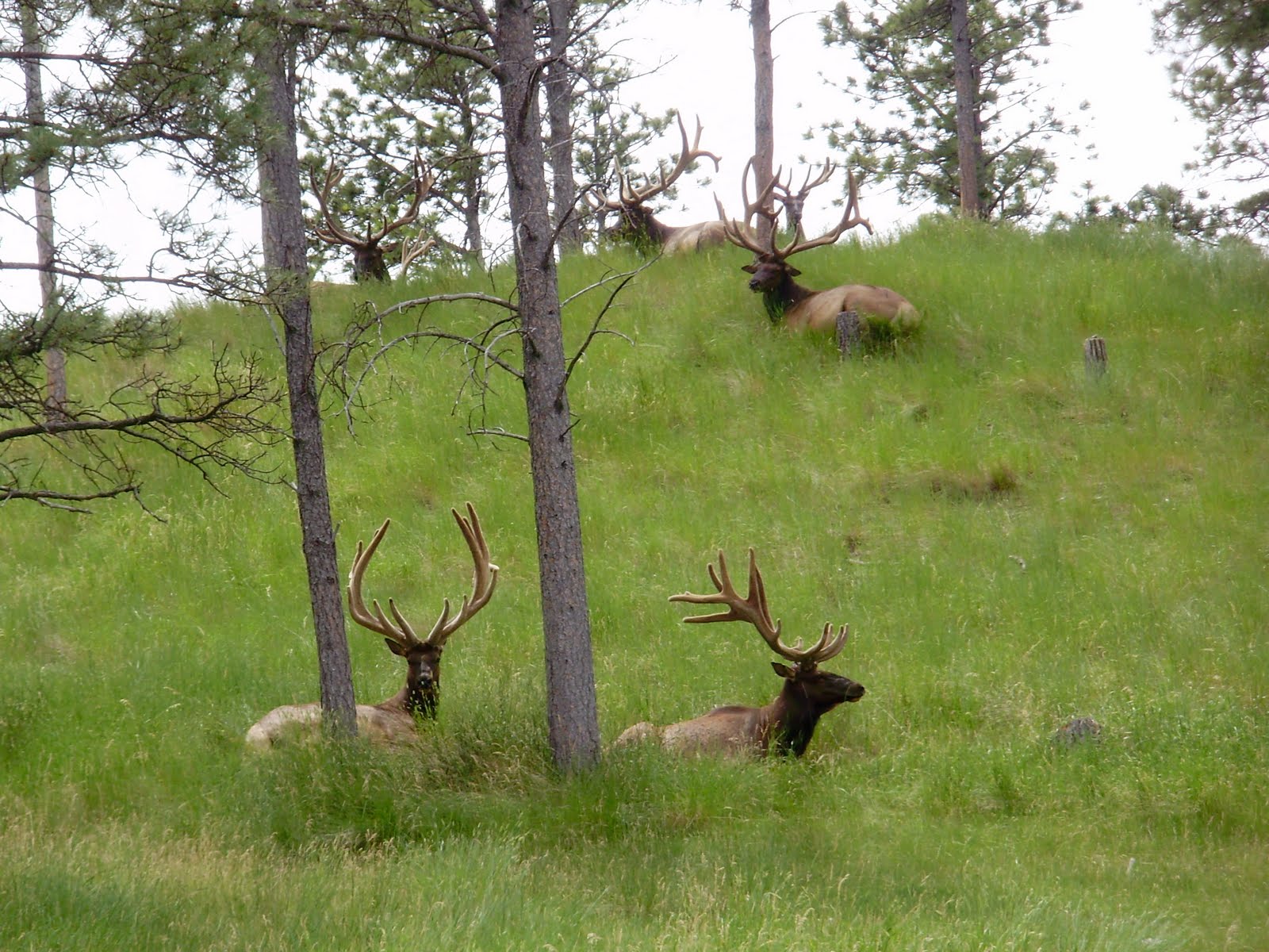 Life at 55 mph: Bear Country USA in Rapid City, South Dakota - a drive ...