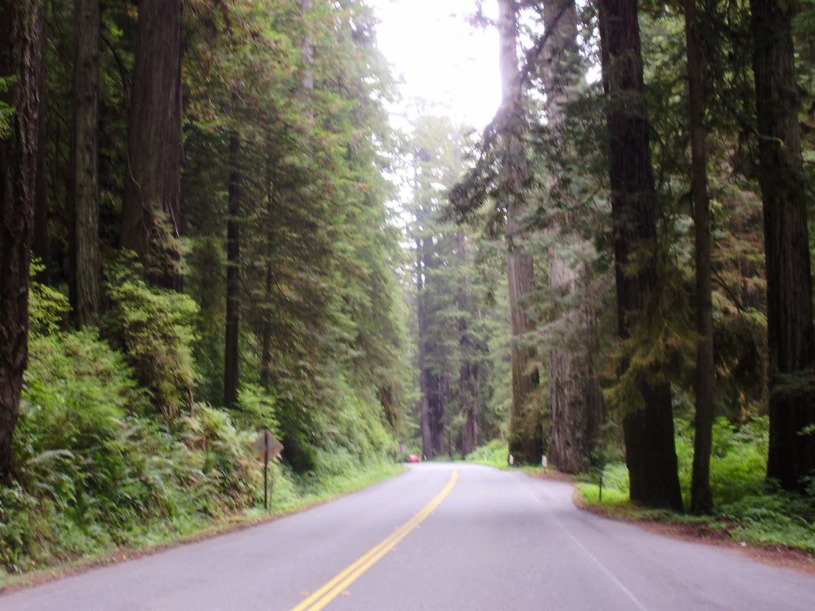 Life at 55 mph Redwood National Park and Avenue of the Giants State
