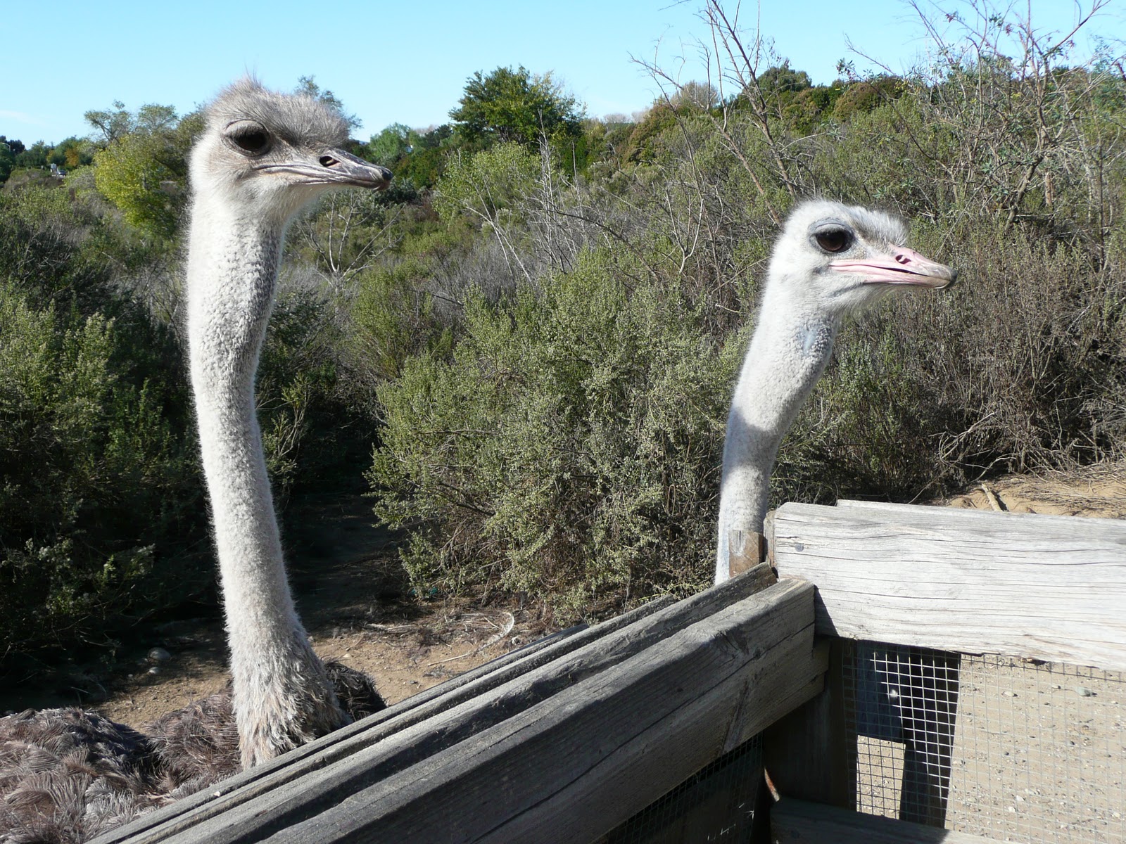 Life at 55 mph: Ostrich Land in Buellton, California – where you can