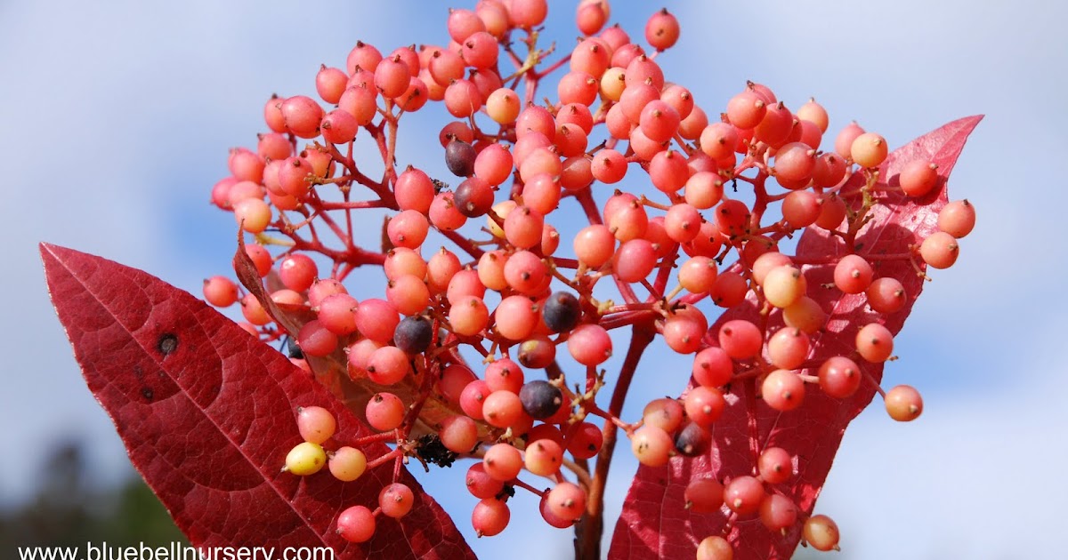 Powell Gardens Blog Fall Color Pageant