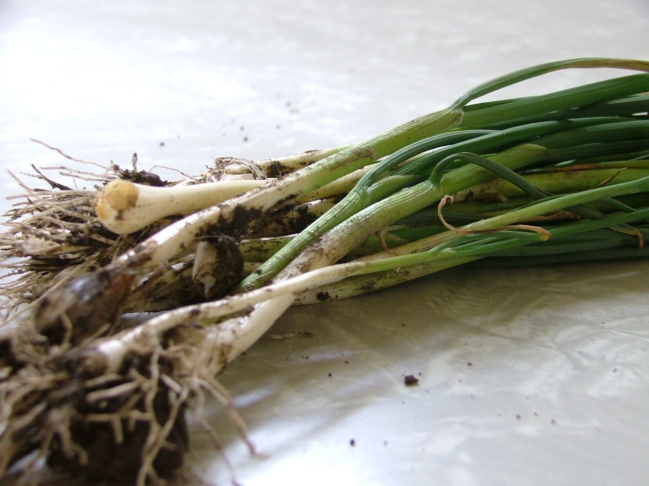 Prose and Potatoes Wild Onions