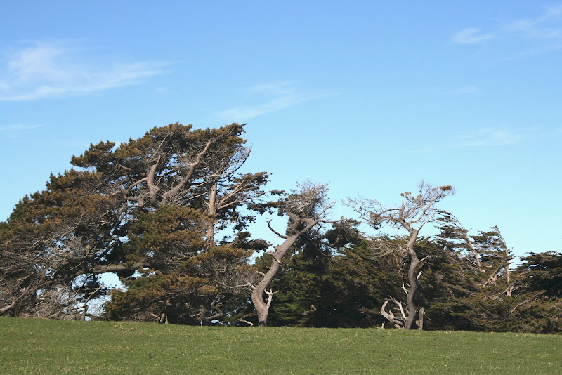 TRES SEMANAS POR NUEVA ZELANDA EN OCTUBRE DE 2008 - Blogs de Nueva Zelanda - SOUTHLAND, DUNEDIN Y OTAGO (2)