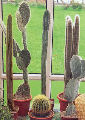 Jardines de cactus y suculentas: Jardines con plantas suculentas