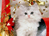 Free Christmas Kitten Wallpapers