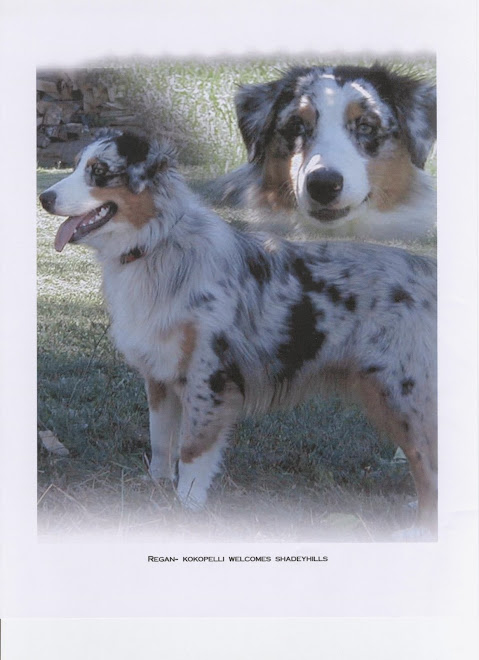 Kokopelli Welcomes Shady Hill - Reagan Reg'd CKC, ASCA & AKC