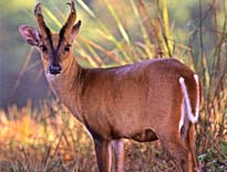 barking+deer.jpg