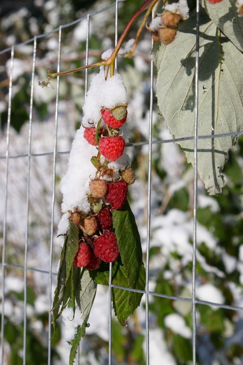 Suited To The Seasons: Snow Day!