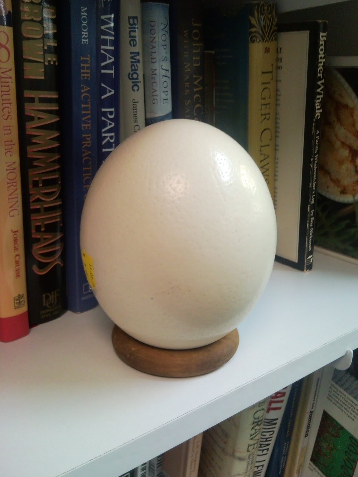 [shelf+egg.jpg]