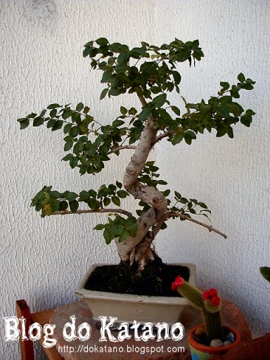 [Bonsai_antes.jpg]