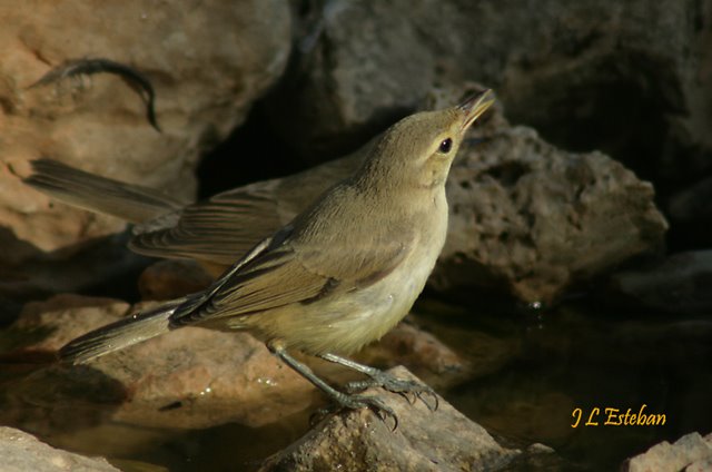 AVES DE ILLORA