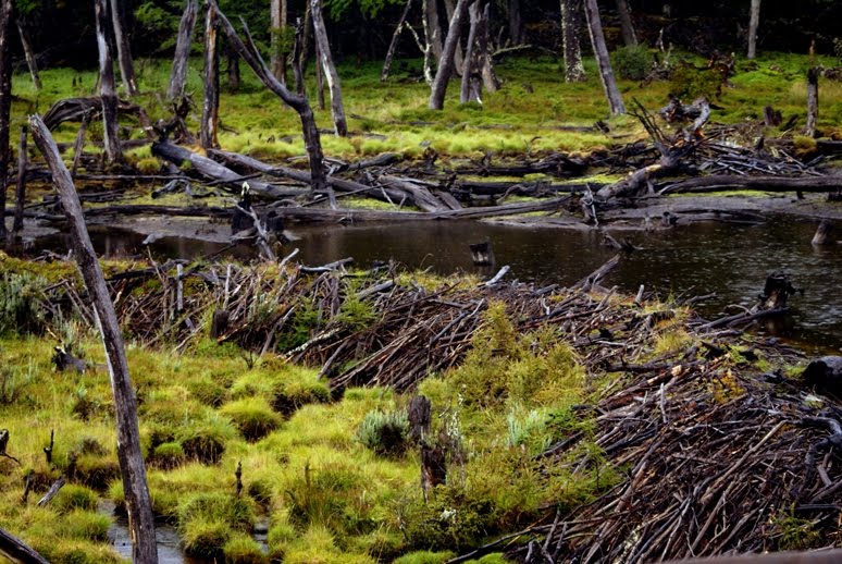 AMIGOS DA LUÍSA Castores constroem barragem
