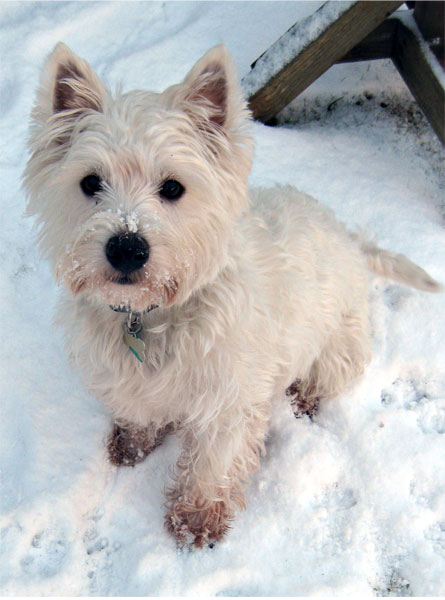 snowy-haggis-2.jpg
