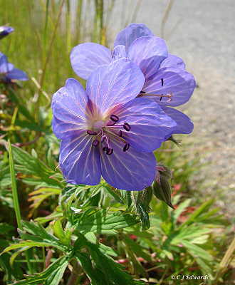 [230609+033+meadow+cranesbill+400.JPG]