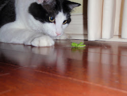 Basil and his grasshopper