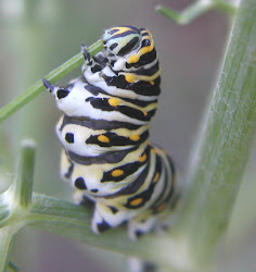 Butterfly gardening is easy - give it a try!