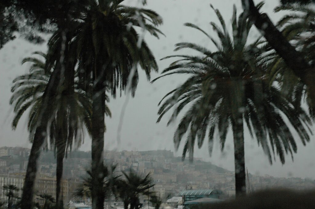 [naples+palms+in+rain.jpg]