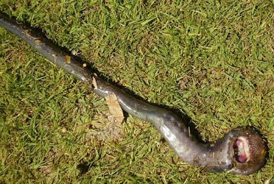 Patagonian lamprey