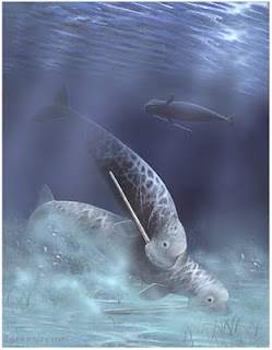 odobenocetops leptodon