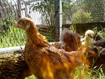 Baby Bantams Feathering Out